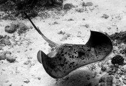 Stingray, Maldives, 2006 by Chris Wildblood 
